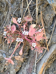 Claytonia rubra rubra