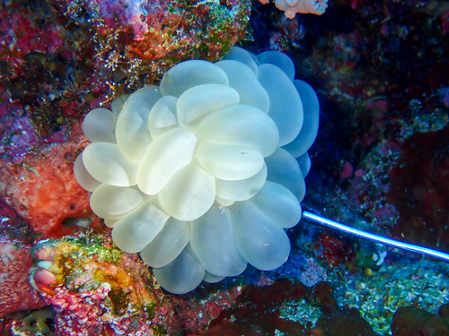 Photo of Bubble coral (Plerogyra sinuosa)