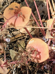 Claytonia rubra rubra