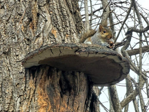 Eastern Gray Squirrel photographed in Virginia