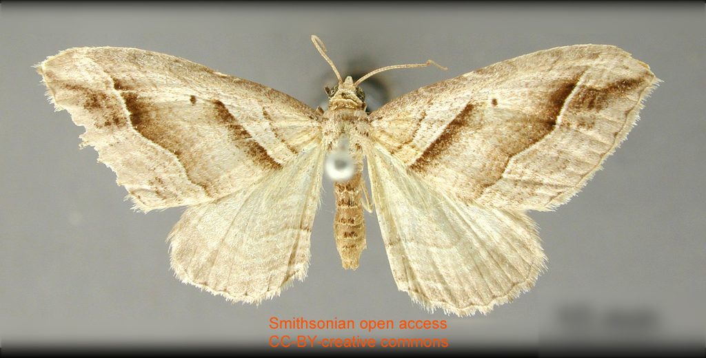 Scotopteryx emanata