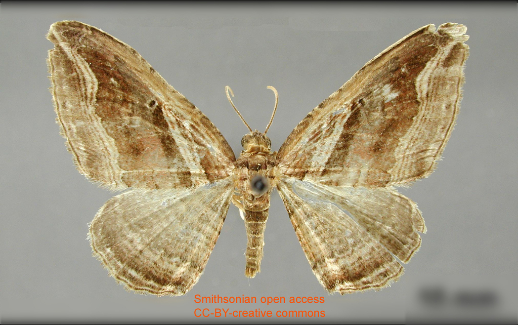 Orthonama magnitactata