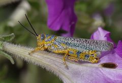 Diponthus pycnostictus