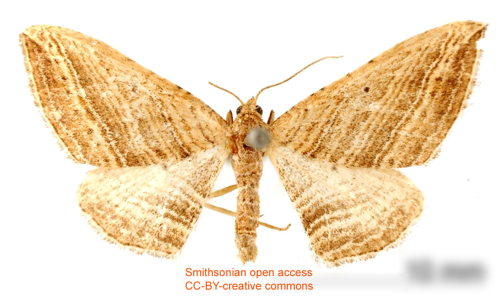 Orthonama vittulata