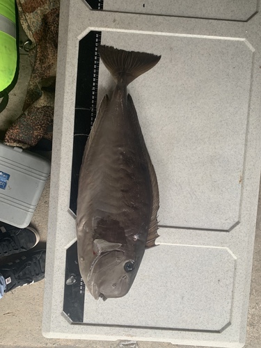 Squarenose unicornfish (Naso mcdadei) — Acanthuridae — 3