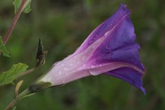 Ipomoea stans
