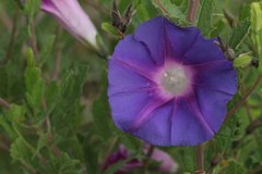 Ipomoea stans