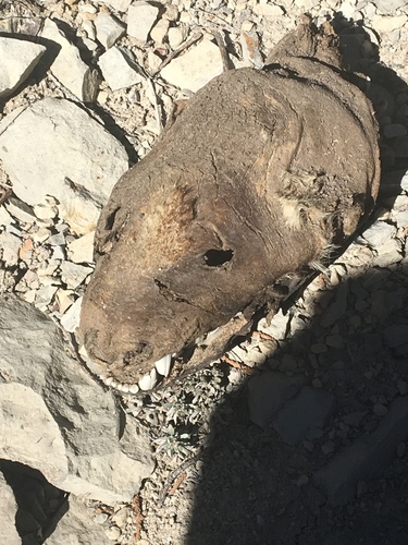 American Badger photographed in Colorado