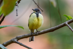 Motacilla flaviventris