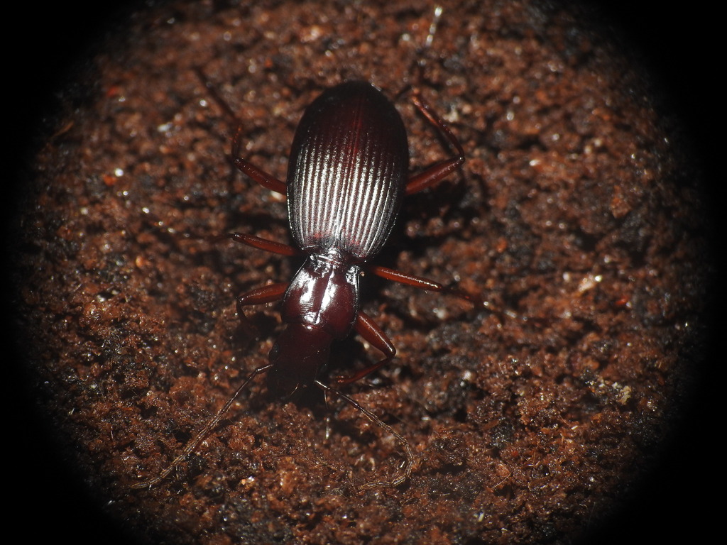 Laemostenus oblongus
