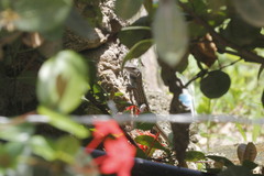 Aspidoscelis lineattissimus