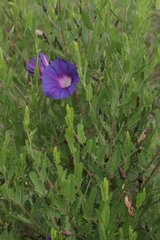 Ipomoea stans