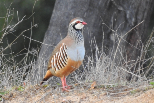 Perdiz roja (Alectoris rufa)