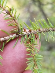 Arceuthobium pusillum
