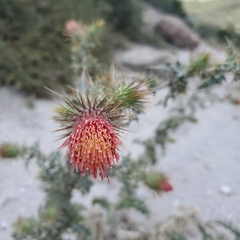 Cirsium arizonicum