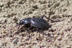 Calosoma luxatum