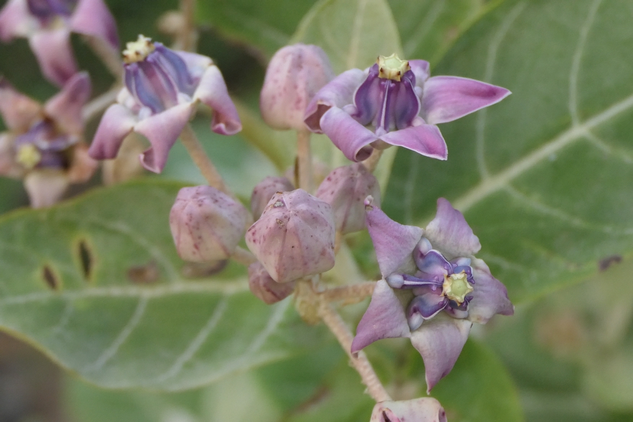 Imagem de Flor-de-seda