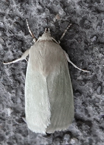 Schinia simplex
