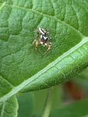 Pelegrina pervaga