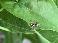 Pelegrina pervaga