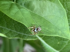 Pelegrina pervaga