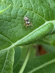 Pelegrina pervaga