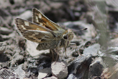 Hesperia uncas macswaini