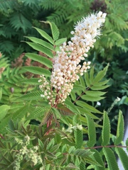 Sorbaria sorbifolia
