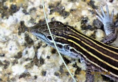 Aspidoscelis velox