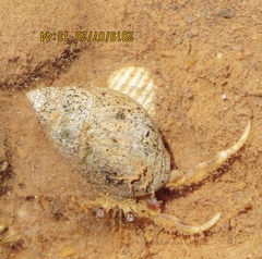Pagurus longicarpus