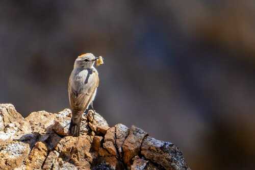 Rufous-naped Ground Tyrant (Muscisaxicola rufivertex), photo 6
