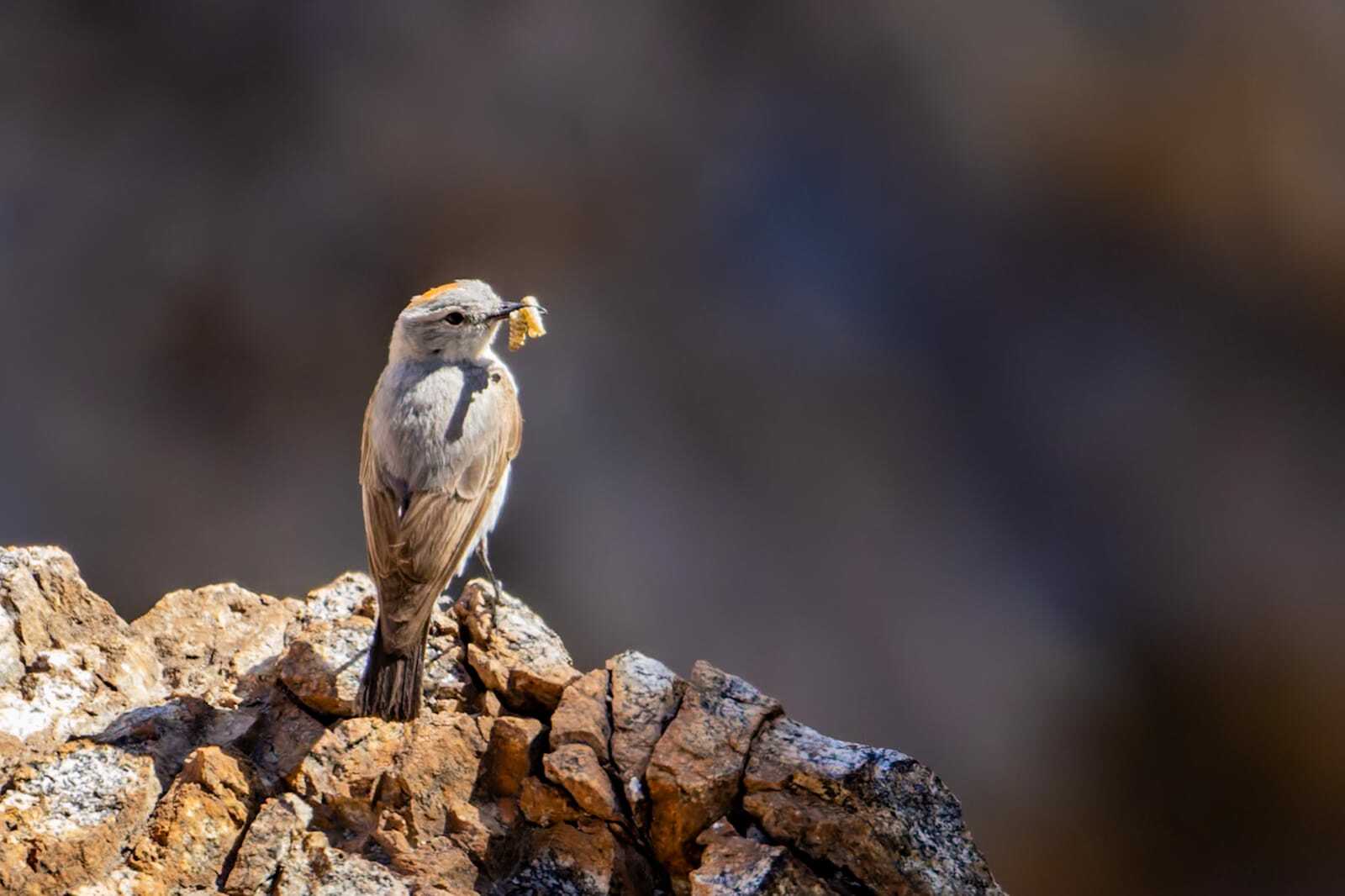 Rufous-naped Ground Tyrant (Muscisaxicola rufivertex), photo 7