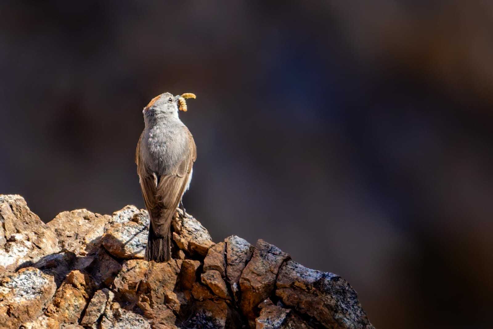 Rufous-naped Ground Tyrant (Muscisaxicola rufivertex), photo 8