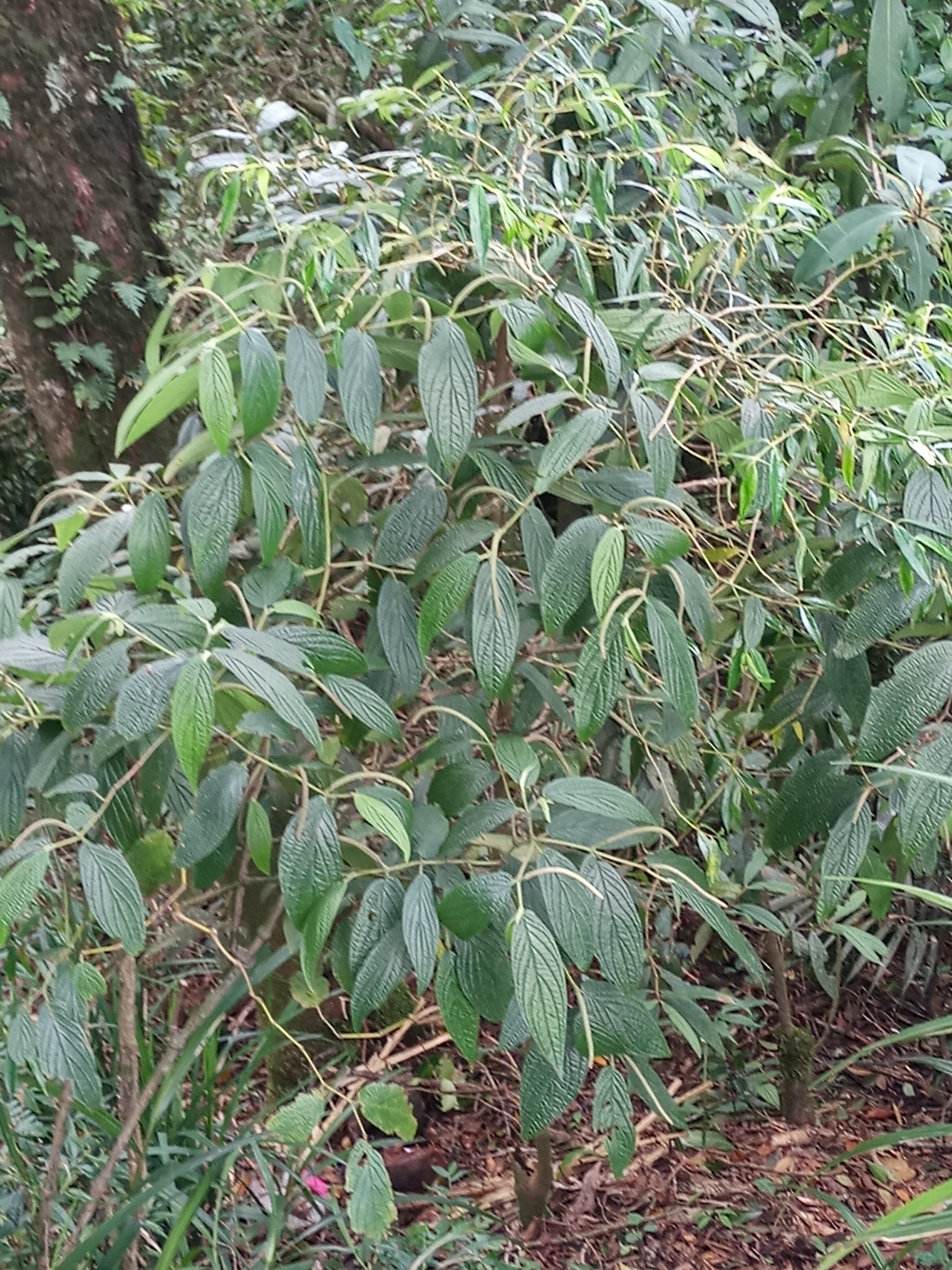Imagem de Jaborandi-falso