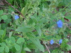 Brunnera macrophylla