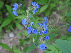 Brunnera macrophylla