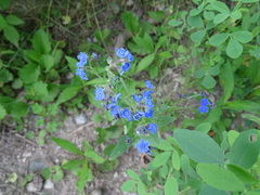 Brunnera macrophylla
