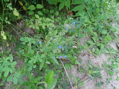 Brunnera macrophylla
