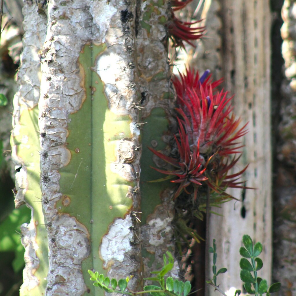 Foto de Cabelo de louco