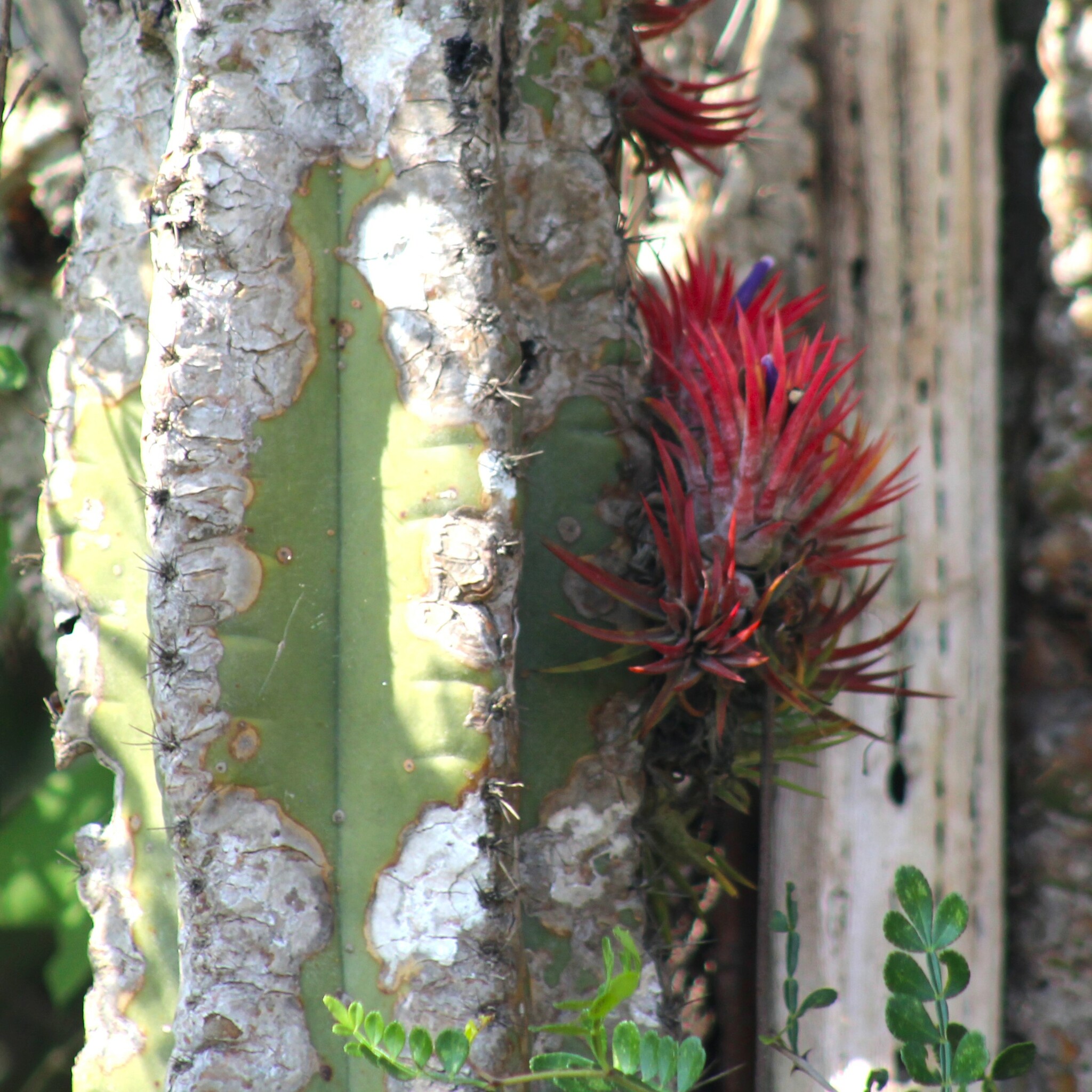Imagem de Cabelo de louco