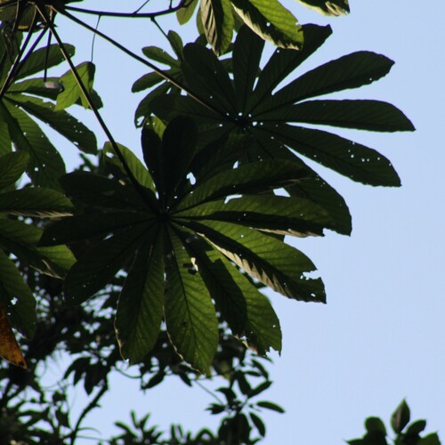 Foto de Embaúba