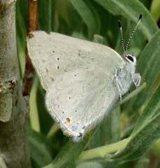 Satyrium sylvinus dryope