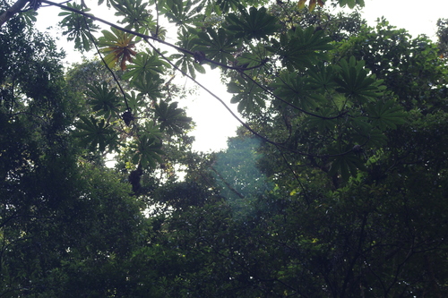 Foto de Embaúba