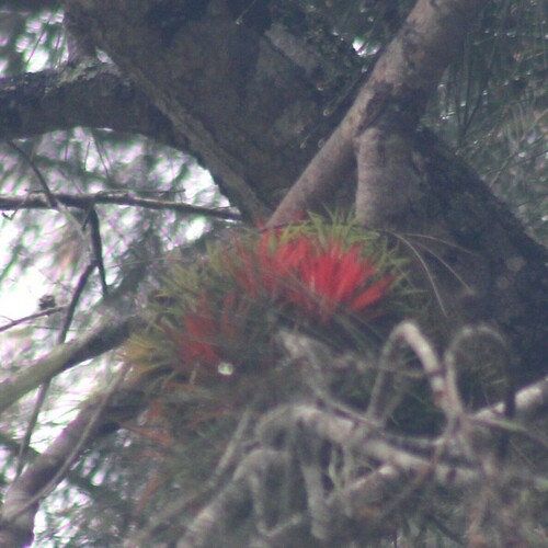 Foto de Cabelo de louco
