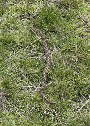 Peru Slender Snake