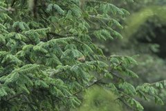 Regulus satrapa aztecus