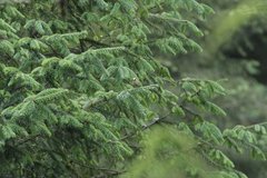 Regulus satrapa aztecus