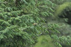 Regulus satrapa aztecus