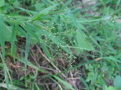 Dichanthelium implicatum