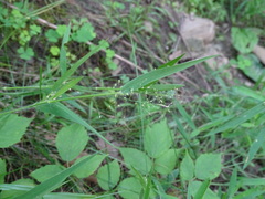 Dichanthelium implicatum